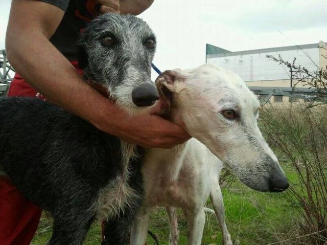 Deux galgos abandonnés après la chasse sont recueillis par l’Asociación Animales Maltratados de Extremadura